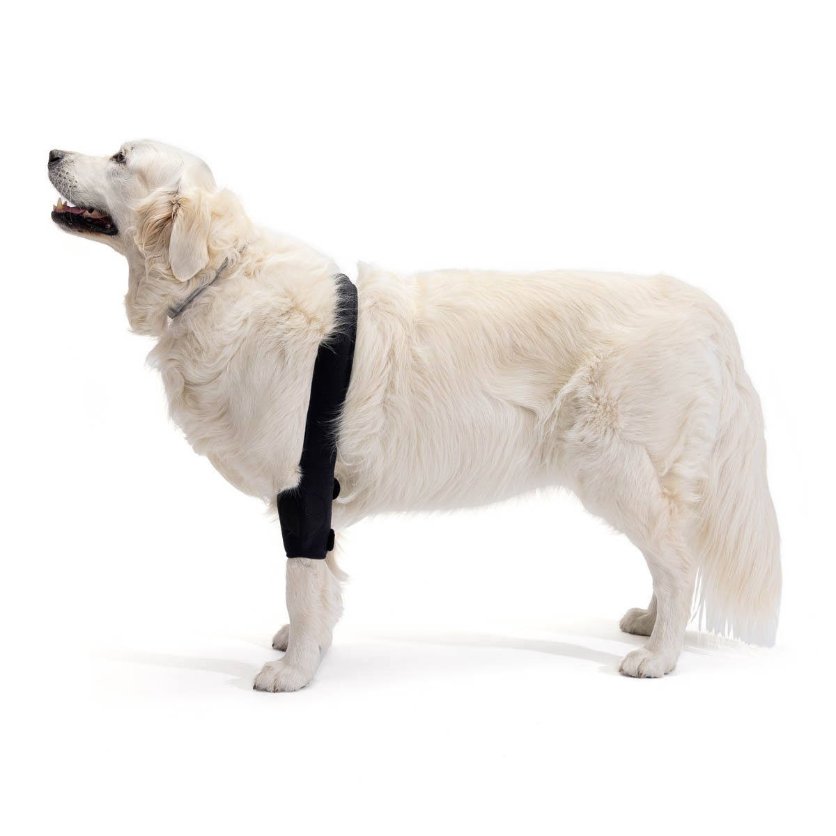 Manchon orthopédique de protection de coude pour chien • Boutique