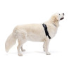 Protection pour chiens souffrant d'hygromas