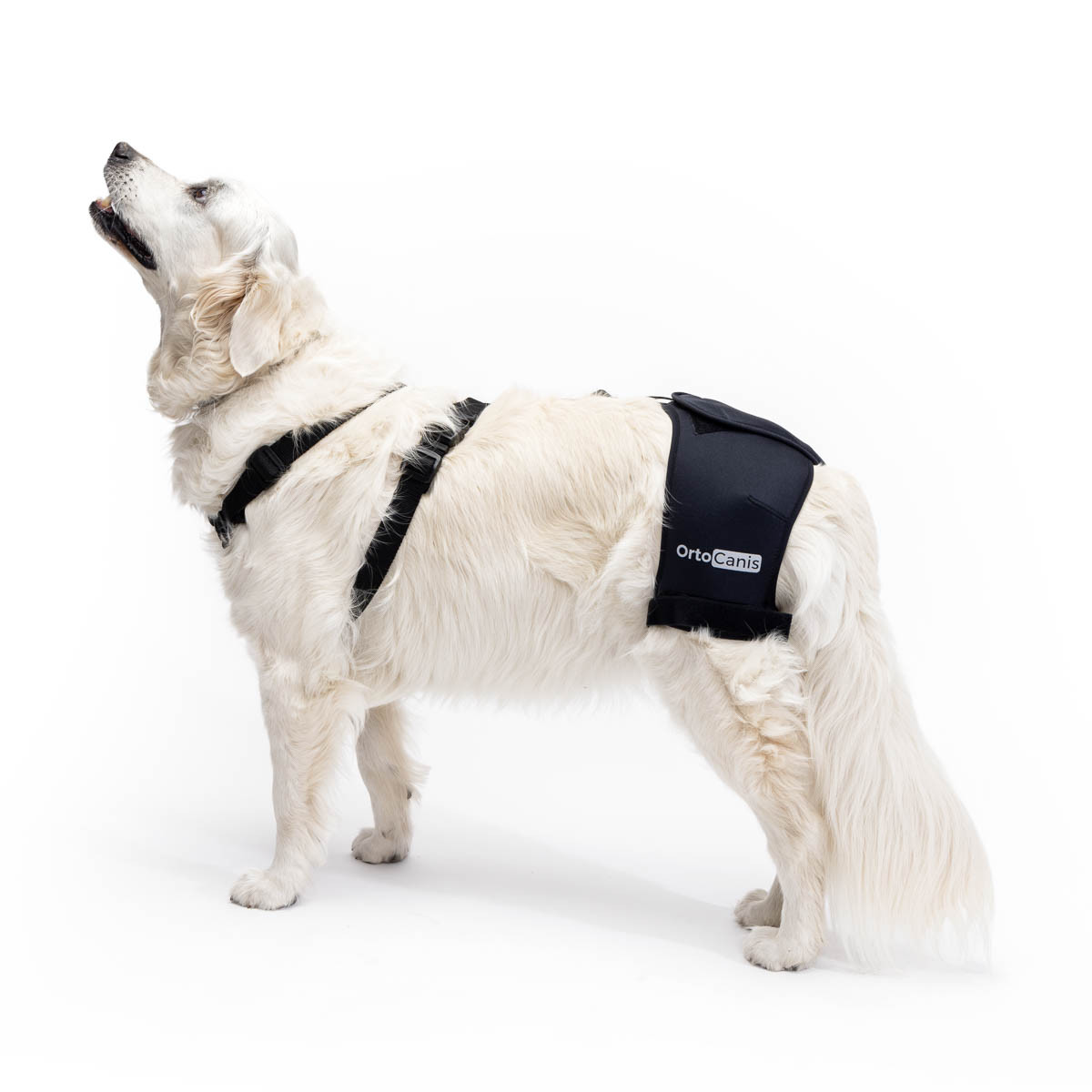 Harnais total Walkin'Pets pour chien