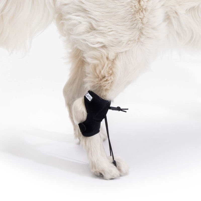 Bandage for dogs with knuckling