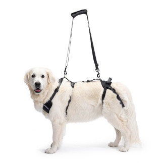 Arnès per subjectar gos amb problemes de mobilitat