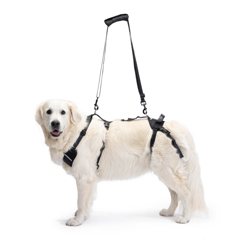 Arnès per subjectar gos amb problemes de mobilitat