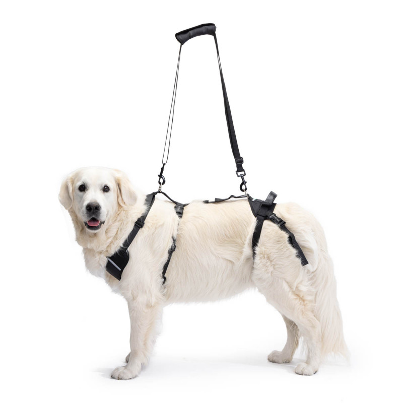 Harness for carrying a dog with mobility problems