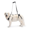 Arnês para transporte de um cão com problemas de mobilidade