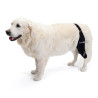 buy Knee immobilizer for dogs - Hindlimb