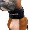 Collier d'immobilisation cervicale pour chiens