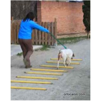 Jalons de rééducation pour circuit de rééducation pour chien