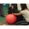 kaufen Physio-Roll Gymnastikball zur Hundephysiotherapie - Rehabilitation