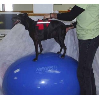 Bola de ovo FitPaws