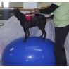 Pelota huevo FitPaws