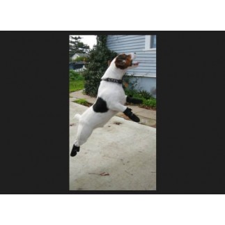 Boots for dog