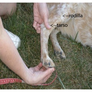 Rear Leg Splint for Dogs