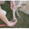 Fèrula ortopèdica per a gos. Membre posterior.