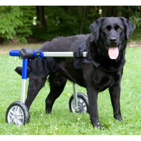 Location de fauteuil roulant pour chien