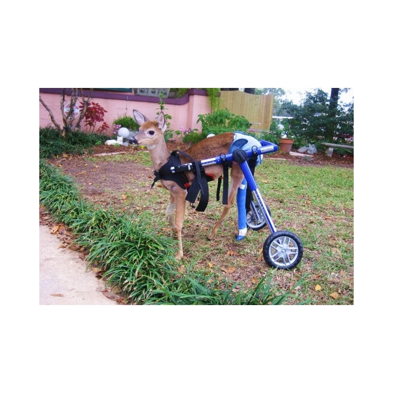 Dog wheelchair rental