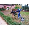 buy Wheelchair rental for dogs - Dog Wheelchair