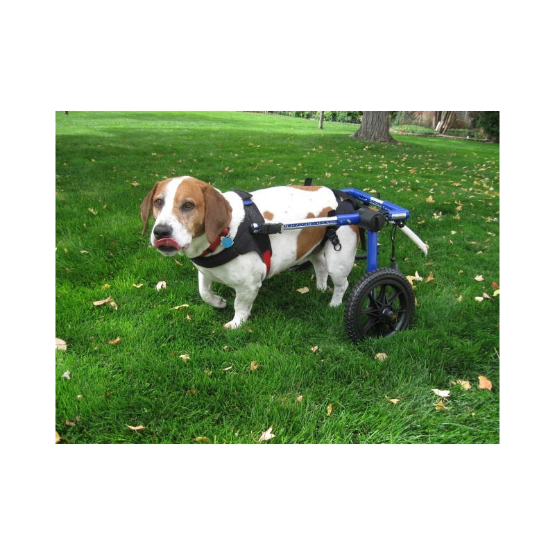Dog wheelchair rental