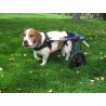 buy Wheelchair rental for dogs - Dog Wheelchair