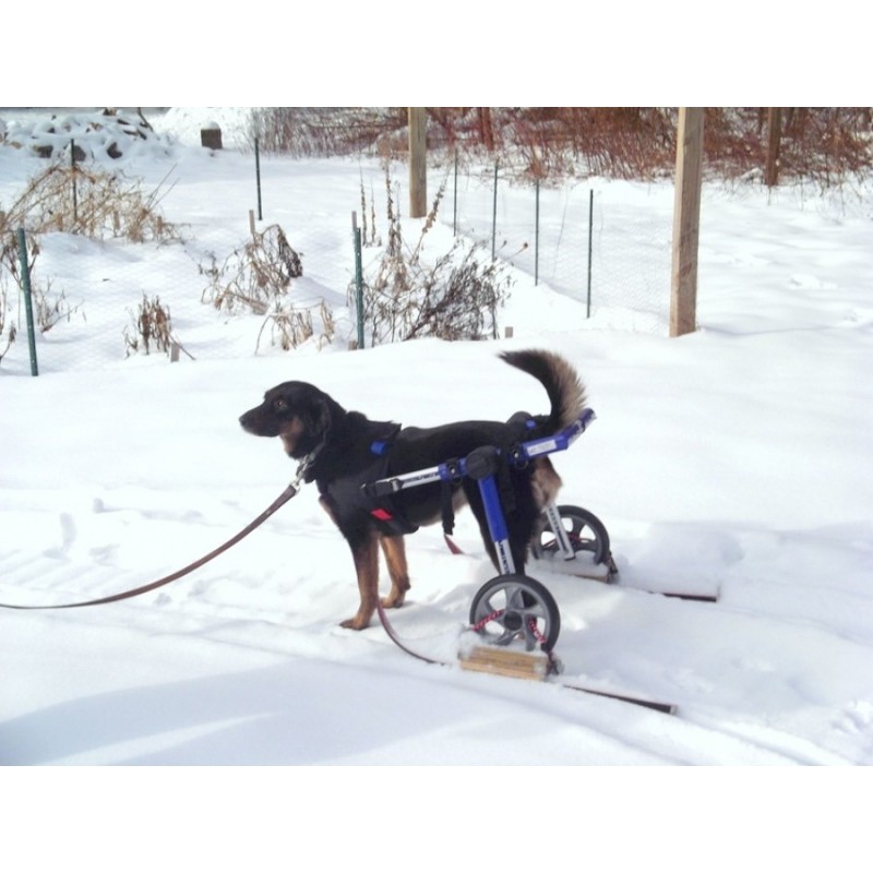Dog wheelchair rental