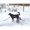 buy Wheelchair rental for dogs - Dog Wheelchair