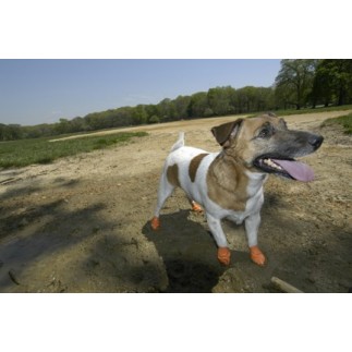Gummischuhe Hunde