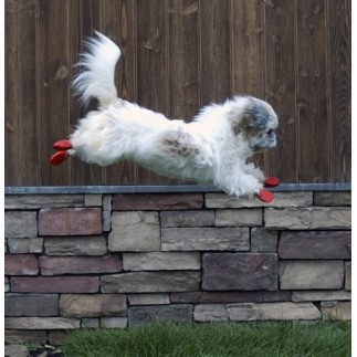 Calçado canino de borracha