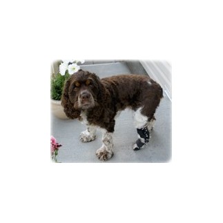 articulated rigid tarsal and metatarsal brace
