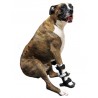 buy Front Leg Splint for Dogs - Forelimb