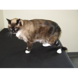Rear Leg Splint for Dogs