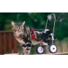 chat en fauteuil roulant