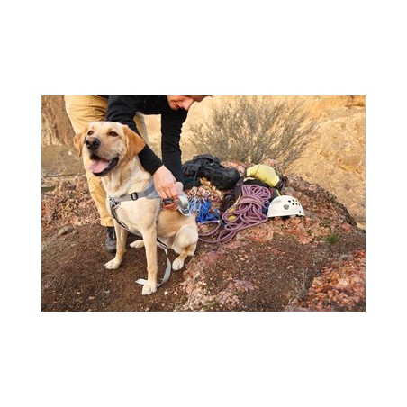 Doubleback dog best sale harness