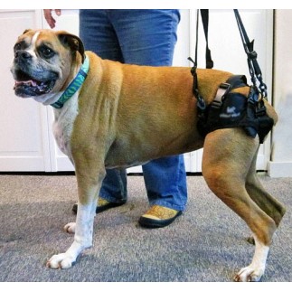 Dog Lift harness