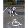 Accesorio ruedas delanteras para perro