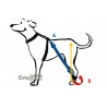 Biko Brace para perro con mielopatía degenerativa o ataxia