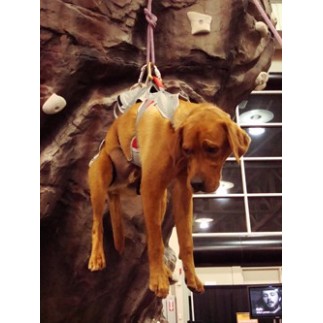 Double Back Harness. Dog harness for disabled
