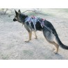 Double Back Harness. Das Hundegeschirr für Behinderte