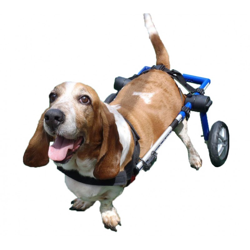 Carrellino per cani disabili