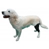 Attelle de genou articulée pour chien