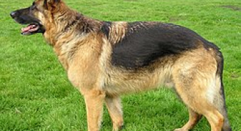 Displasia de Cadera en perros