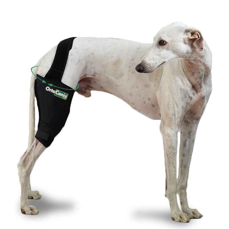 Rotura De Ligamento Cruzado Anterior Fisioterapia Y Consejos Durante La Recuperacion Nuevas Ideas Para Perros Especialesnuevas Ideas Para Perros Especiales