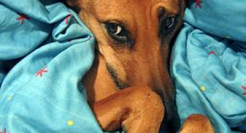 Come sapere se il tuo cane ha freddo?