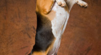 엉덩이 이형성증 무책임한 브리더 스, 먹이, 환경?