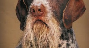 Attività fisica nei cani anziani