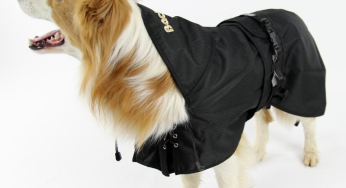 Dovremmo dare rifugio ai nostri cani in inverno?