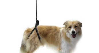 Exercises to strengthen the dog’s hind legs