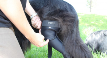 Osteoarthritis in dogs