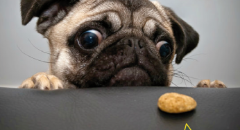 5 factores nutricionales que pueden ser amigos o enemigos de la displasia de tu perro