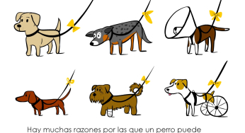 Hai sentito parlare del Progetto Yellow Dog?