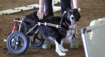 Un cane disabile gareggia su un circuito agility