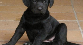 어린 강아지의 엉덩이 이형성증의 치료